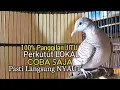 Download Lagu Perkutut Lokal GACOR suara Besar Ampuh memanggil Lawan EMOSI MANGGUNG PANCINGAN PERKUTUT LOKAL