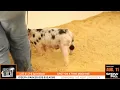 Lot 8 2-6 Spot Boar - AUG 11 2026 Online Sale