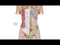 External Abdominal Oblique Muscle Attachment Drawn Illustration