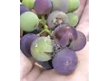 Grape Growing Problem - Grape Berry Moth
