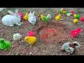 Lagu Anak Ayam Lucu Warna Warni | Ayam Rainbow Lucu | Kelinci Lucu | Marmut