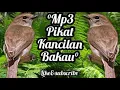 Mp3 pikat suara burung kancilan bakau | burung kancilan bakau | pikat paling ampuh |