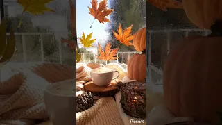 شتاء وفيروز اجمل حالات واتساب ستوريات فيروز تصويري قهوة فيروزيات حب اليوتيوب اغاني فيروز 