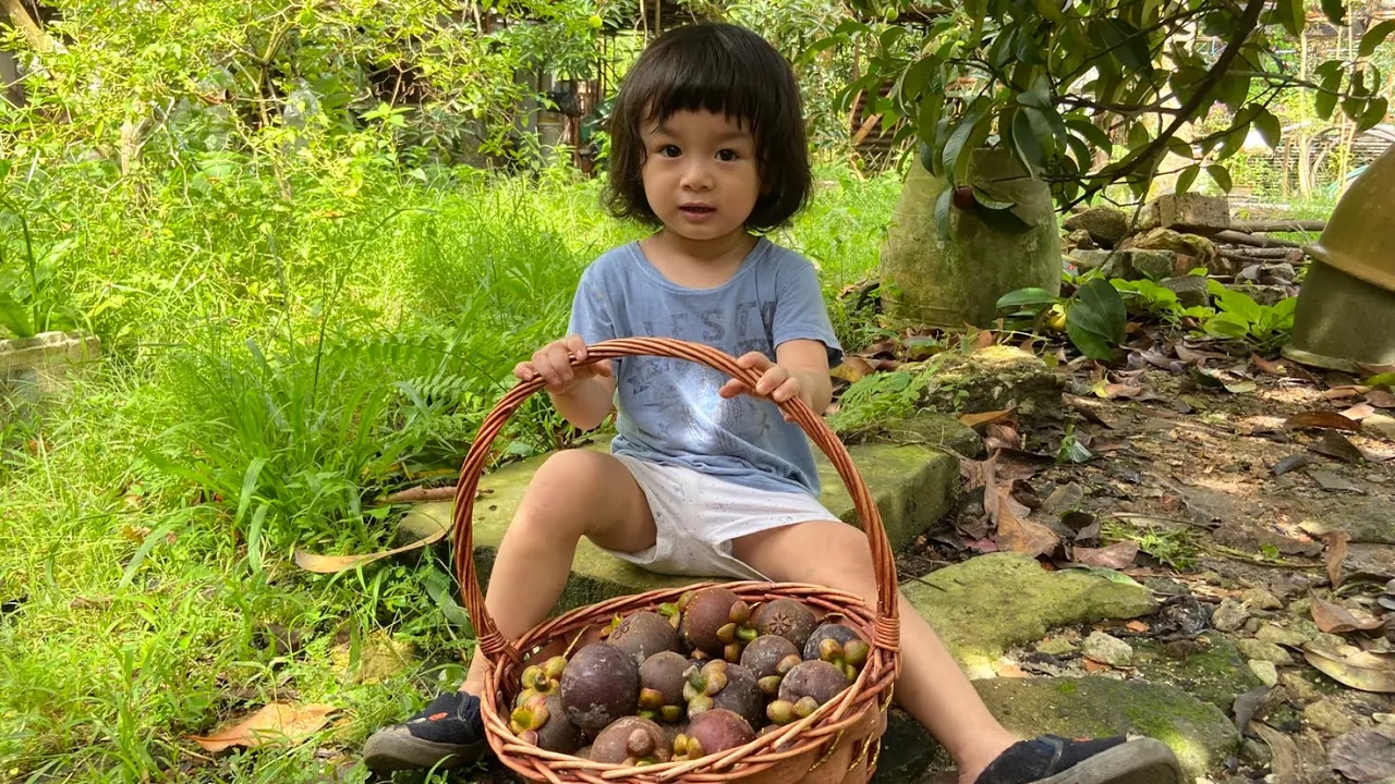 How to Grow Mangosteen Seeds: Step-by-Step instructions Mangosteen is a tropical fruit native to Sou. 