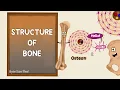 Structure of Bone Lamellar Bone Compact and Cancellous Bone Bone Histology