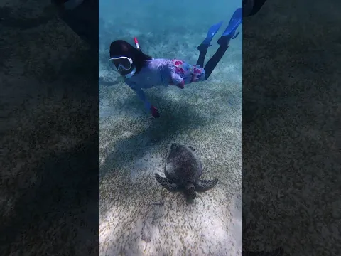 ウミガメと泳ぐ