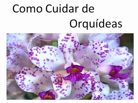 COMO CUIDAR DE ORQUÍDEAS 5 DICAS PARA CULTIVO DE ORQUÍDEAS