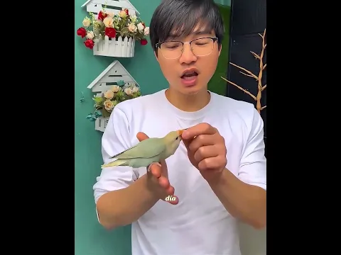 El loro travieso finalmente terminó........