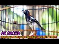 Download Lagu ANIS KEMBANG GACOR NGEROL, 100% JITU RANGSANG EMOSI ANIS KEMBANG MALAS BUNYI CEPAT GACOR