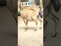 Download Lagu #shorts goat giving birth