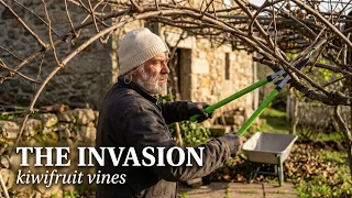 #6 Off-Grid Dreams Kiwifruit Invasion Farmhouse Revival! 🌿✂️ | Back to Basics