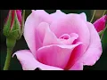 Download Lagu Tartilan qirat (By Hafiz Abdul Mazid ) Beautiful voice #tartilquran#quran