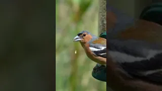 Common Chaffinch Sound صوت الصلنج 