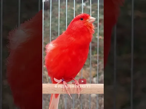 Red Canary The Best