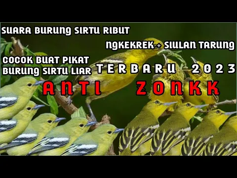 Download MP3 suara burung sirtu ngekrek + siulan tarung terbaru 2023