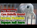 Download Lagu CARA MELATIH MENTAL PERKUTUT SUPAYA JUARA. @agungnursaladin