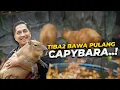 Download Lagu KEJUTAN ULTAH LAGI DAPET HIBAH CAPYBARA