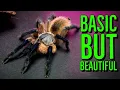Download Lagu Top 5 BASIC but BEAUTIFUL Tarantulas!