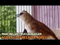 Download Lagu Trucuk BETINA memanggil Jantan Suara Birahi Ngecuplik 100% pancingan trucukan gacor agar BUNYI EMOSI