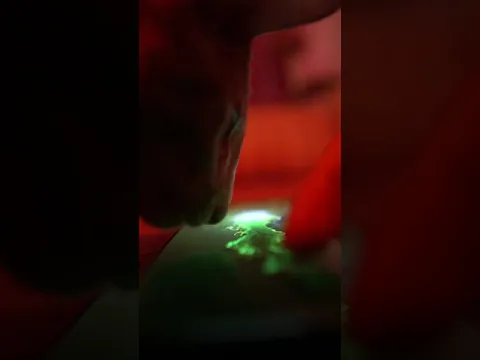 Jimi cat trailer