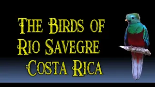 Download Birds of Rio Savegre Costa Rica MP3