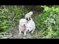 Download Lagu Anne Köpek Yavruları Çalılıktan Çıkarıp Gezdirmeye Başladı