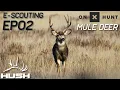 HOW TO E-SCOUT FOR MULE DEER WITH ONXHUNT