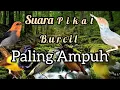 Download Lagu Suara pikat sogon paling ampuh sogok ontong kolibri kamande prinjak dan burcil lainnya
