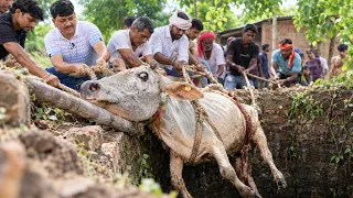 मदद के लिए रात भर तड़पती रही गौ माता! फिर जो हुआ? लोगों ने जो किया आपको यकीन नहीं होगा।Rescue Video.