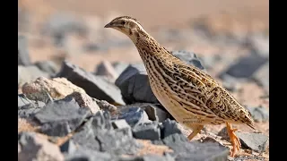 ادكى طريقة لصيد طائر السمان البري شاهد ستدهش دندنها
