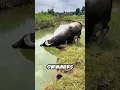 Lagu Deze BUFFALO verdwijnt ONDER WATER 😱