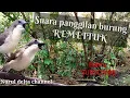 Download Lagu suara pikat burung remetuk laut