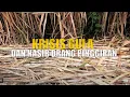 Download Lagu KRISIS GULA DAN NASIB ORANG PINGGIRAN | INDONESIAKU (01/07/25) Part 2