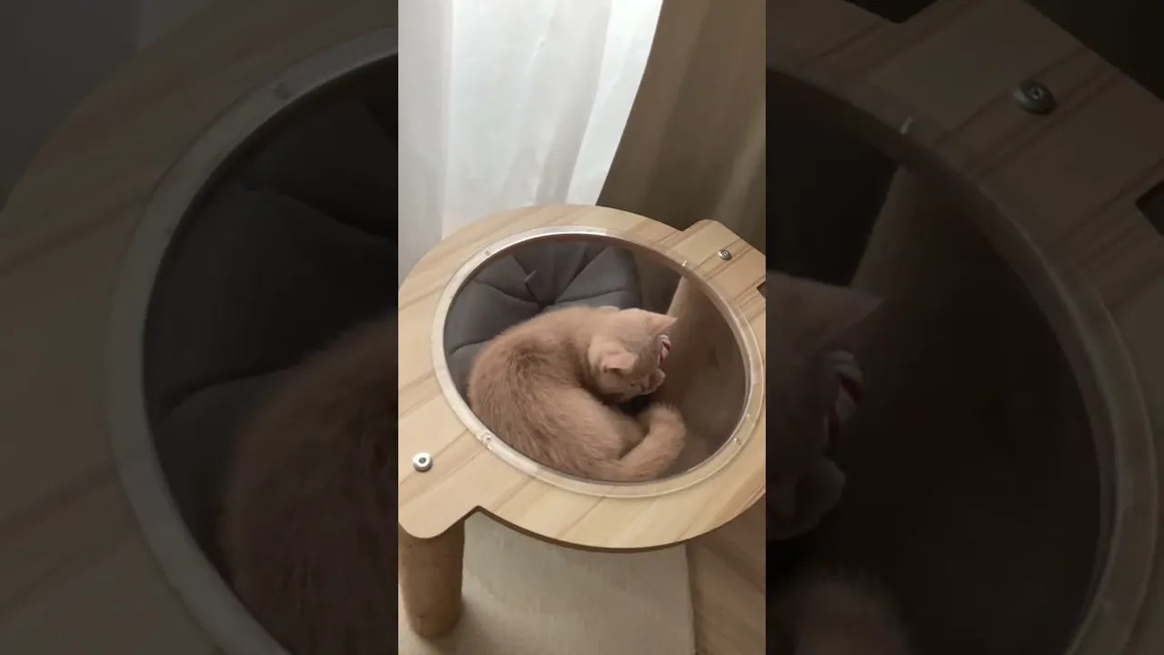 動画