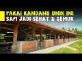 Download Lagu Idaman Peternak! Dengan Kandang Modern Ini Perawatan Sapi Jadi Mudah Dan Cepat Besar