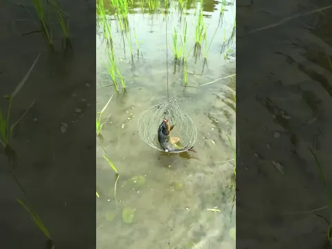 A Pior Rede de Pesca.