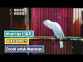 KENARI SF GACOR