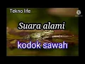 Download Lagu SUARA KODOK SAWAH relaksasi suara alami