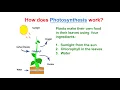 Photosynthesis Notes