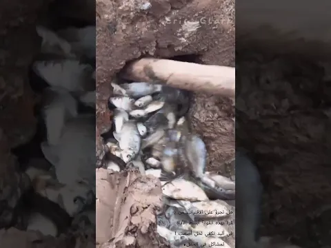 🌾🦀 فأس يخرج الأسماك المحاصرة من فتحة المصرف