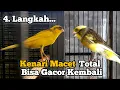 Download Lagu Cara Mengatasi Kenari Macet Bunyi Supaya Gacor Kembali