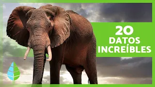 20 CURIOSIDADES sobre los ELEFANTES que no conocías 🐘