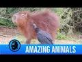 Lagu Vulture Eats Ticks Off Capybara
