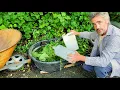 Nettle Tea Part 1 - Powerful Fertilizer Made Simply