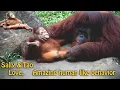Download Lagu cute orangutan | Look at their love.  Lovable than Human  (Sally and Tao update2020)