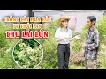 Mô Hình Trồng Cây Hoa Hoè F1 Thái Lan Năng Suất Cao - Anh Nông Dân Thái Bình Thu Lãi Lớn Phần 1