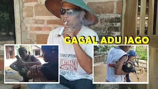 gagal adu jago potret anak desa