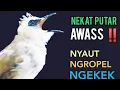 Lagu Trucukan gacor NARUNG NGALAS NGROPEL PANJANG MENJADIKAN TRUCUK APAPUN NYAUT NGROPEL Mendengarnya ‼️