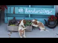 Cavalier Puppies For Sale