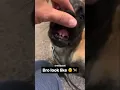 I Got The Best Gaurd Dog